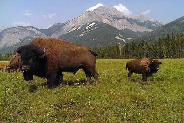 rocky mountain buffalo ranch